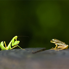 野宮昭治-写真家|SHOJI NOMIYA-PHOTOGRAPHER|カマキリ|Mantodea mantis